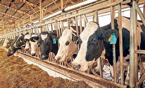 tarım kredi süt yemi fiyatları
